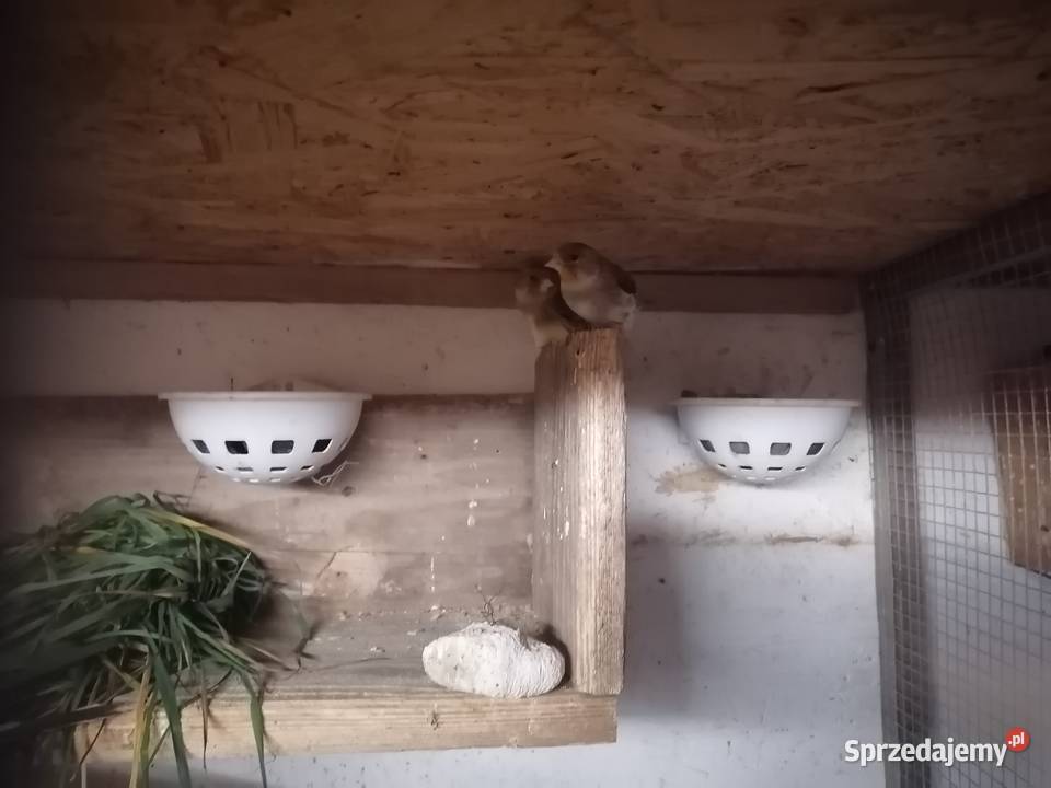 Samce bastardy Radom sprzedam