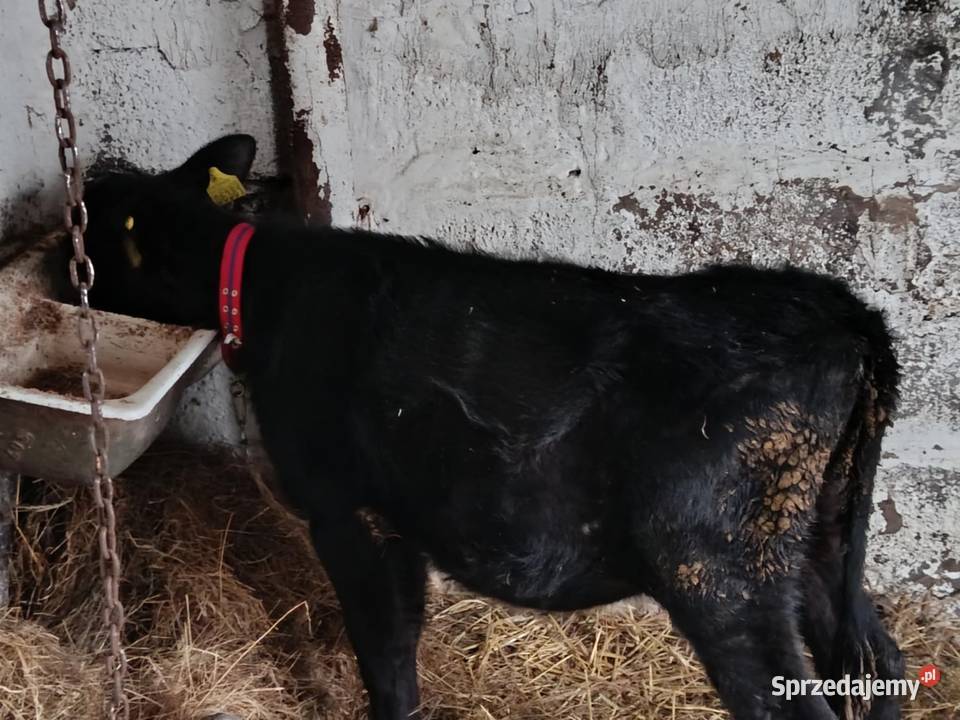 sprzedam cielaki lubelskie