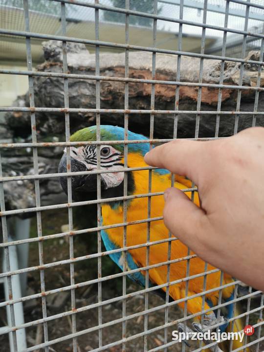 Ara AraRauna AraRauna Samiec 2023r Kakadu DNA Grodzisk Wielkopolski