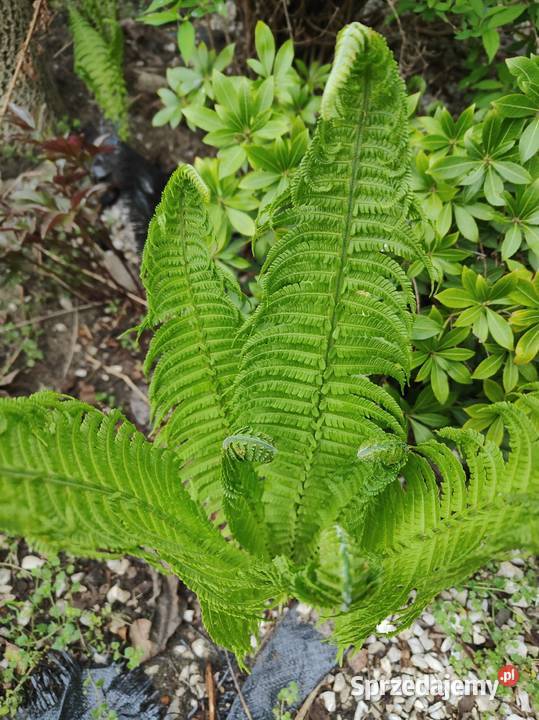 Paproć ogrodowa