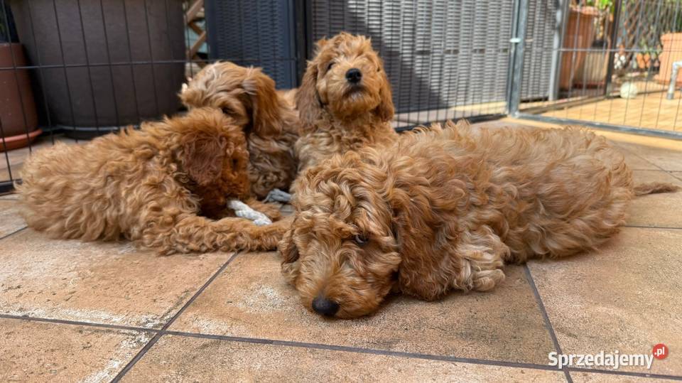 Cockapoo nasze Słodkości Pruszków