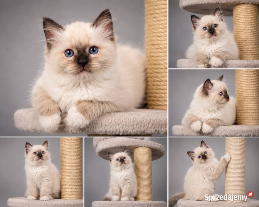 Ragdoll Seal Point śliczna koteczka odbiór Ragdoll Rzeszów