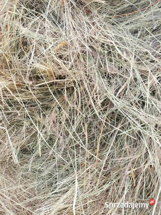 Bale suchego siana Podwilk sprzedam
