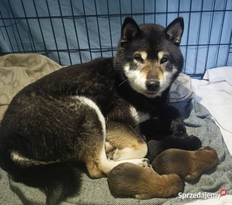 SHIBA INU Nowy miot przyjmujemy zamówienia lubelskie Bychawka Trzecia