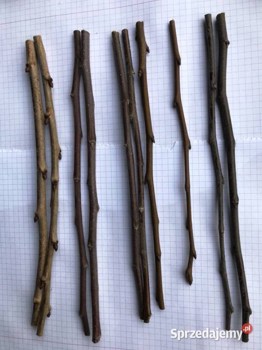 Zrazy drzew owocowych do szczepienia stare