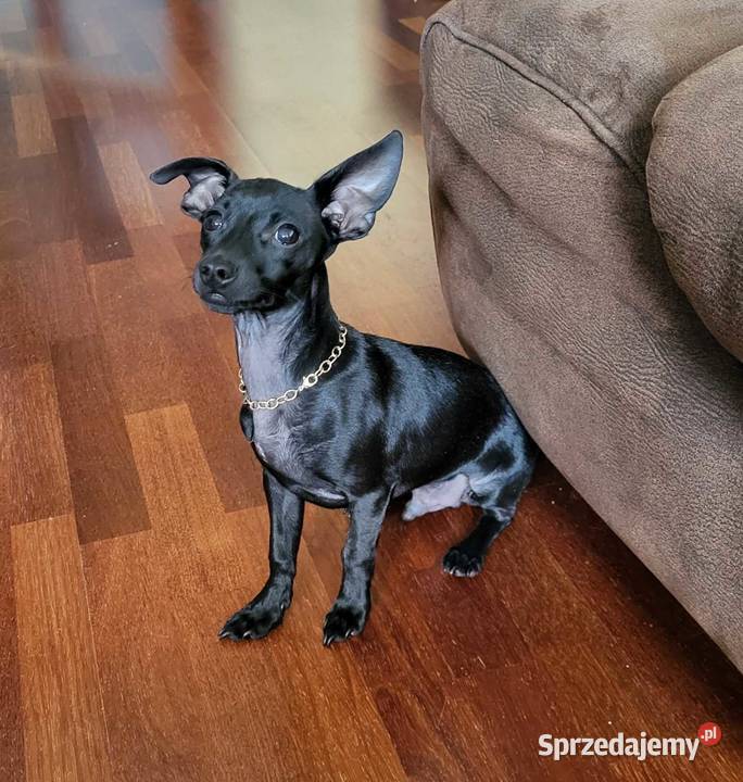 Pinczer Mini Gdańsk