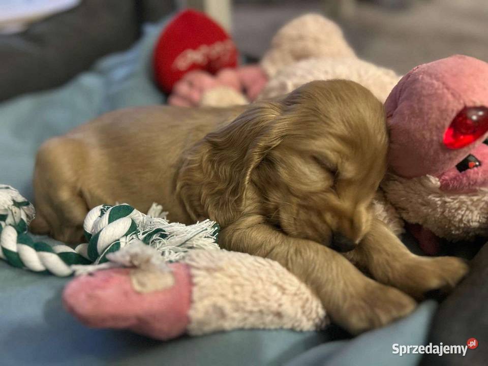 Cocker spaniel angielski Jelenia Góra