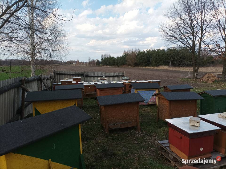 Pszczoły odkłady pszczele rodziny Krasnystaw