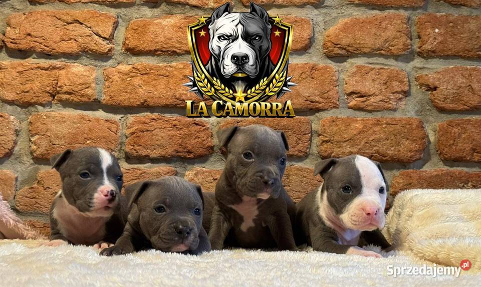 American Staffordshire Terrier Blue Amstaff opolskie Paczków