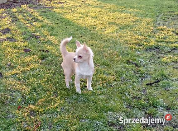 Chihuahua chłopiec długowłosy małopolskie Szczucin sprzedam
