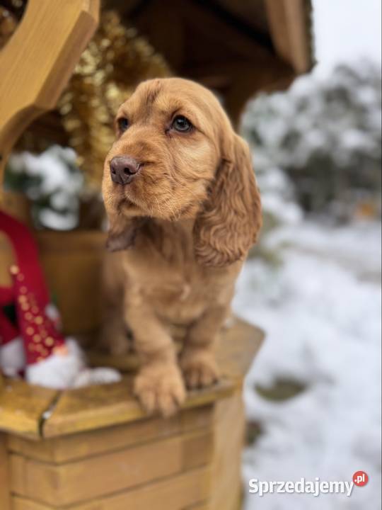 Jedyny taki Śliczny piesek Cocker Spaniel Zwierzęta Łódź