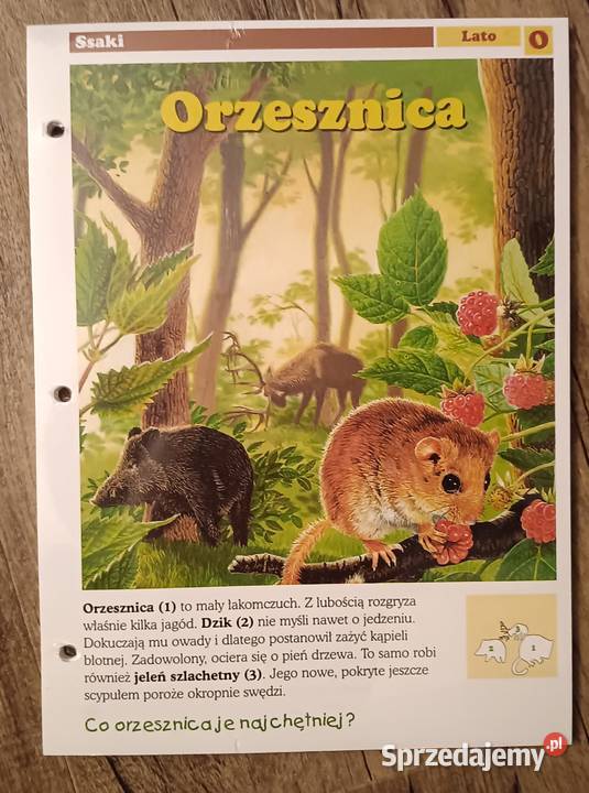 Leśne przygody kolekcja zestaw kart 3739 4042 małopolskie