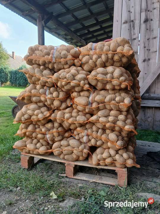 Sprzedam ziemniaki jadalne Rośliny okopowe sprzedam