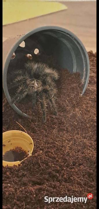 Ptasznik T albopilosum nicaragua samica 4dc śląskie Stanisławów