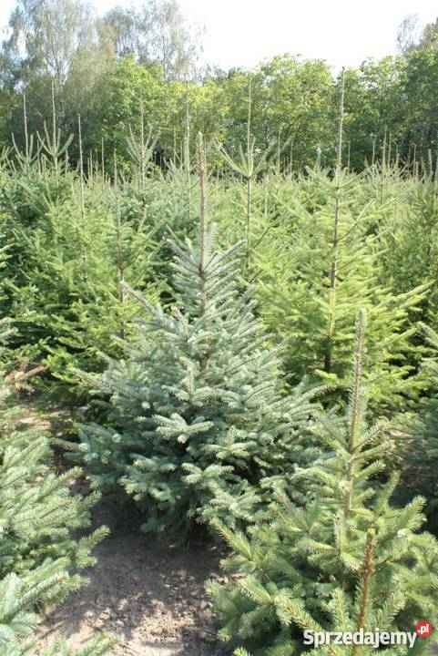 Choinki Świąteczne HURTDETAL Pułtusk