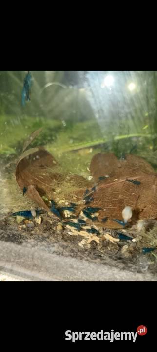 krewetki neocordina blue velvet i inne kujawsko-pomorskie Bydgoszcz