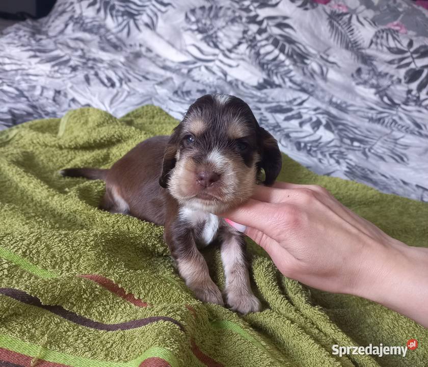 Cocker Spaniel Angielski Piesek Jutrosin sprzedam