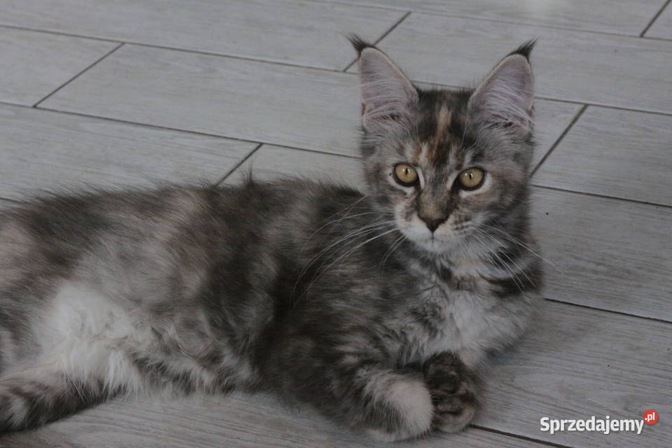 Super Kocięta Maine coon sprzedam Maine Coon Komornica sprzedam