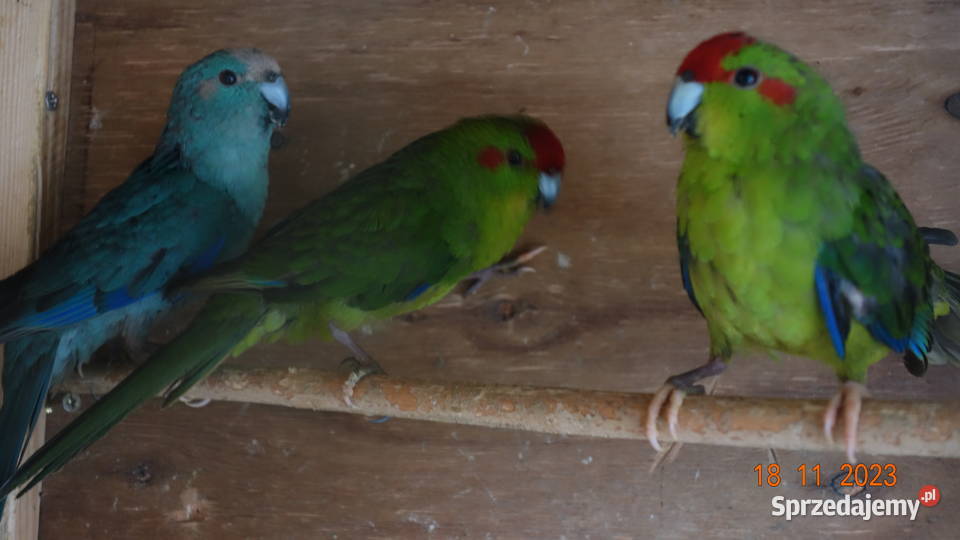 Papugi Kozie Modrolotki Ptaki Falęcin