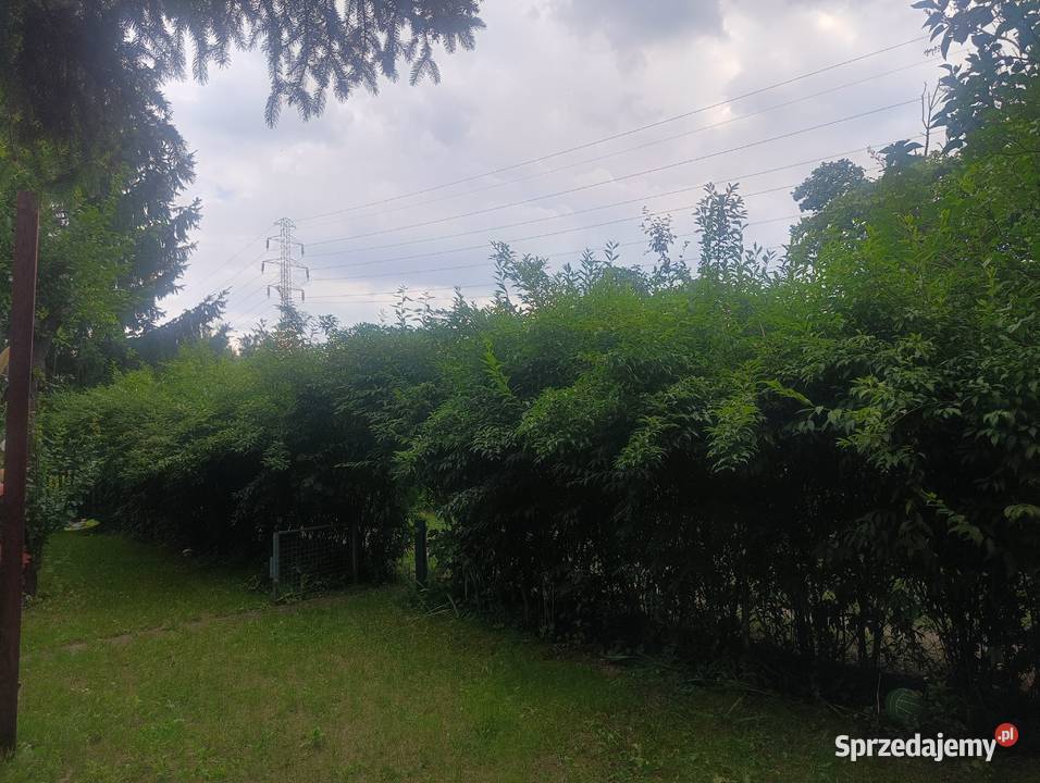 Prawo do dzierżawy działka ROD łódzkie sprzedam