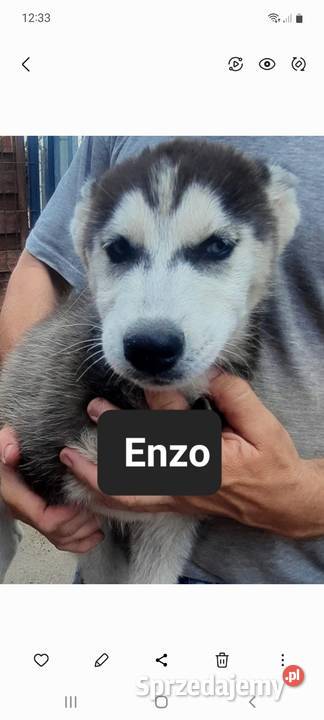 Szczeniaki syberiany husky Husky Reda