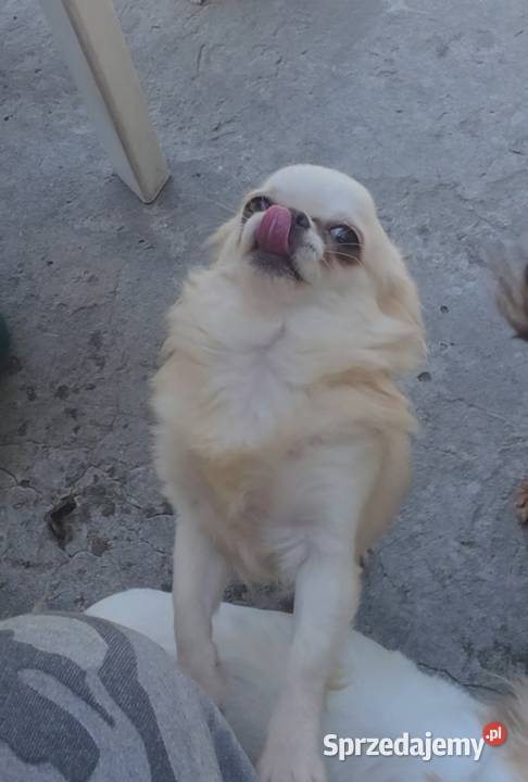 Chihuahua sunia długowłosa FCI Łódź