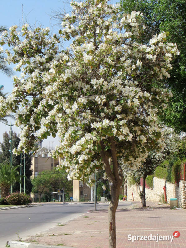 BAUHINIA ZMIENNA ALBA Bauhinia Alba NASIONA 300 kujawsko-pomorskie