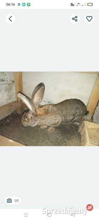 Sprzedam kotne królice Ocieka