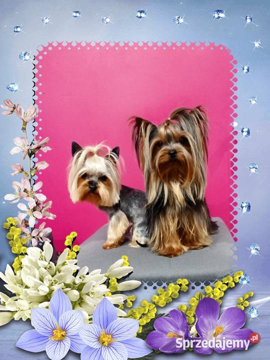Yorkshire terrier Reproduktor z uprawnieniami Nowe Miasteczko