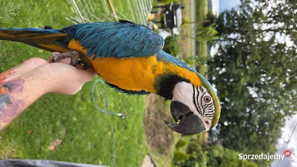 Papuga Ara Ararauna  2022r