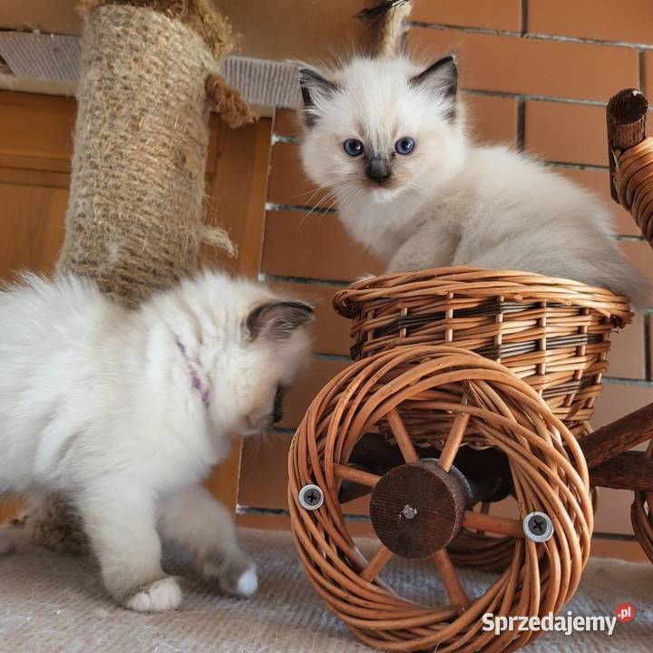 Ragdoll Ragdolle Ragdollowo łódzkie Piorunówek