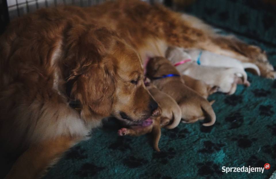 Szczeniak Golden Retriever