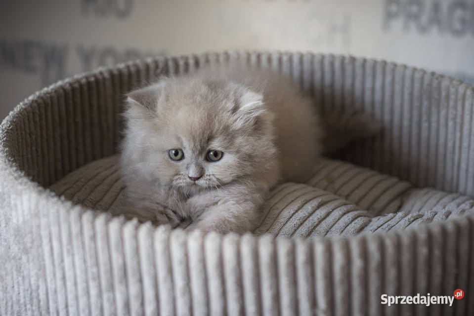 Brytyjski Długowłosy Kotka Długowłosa Płowa Kaźmierz