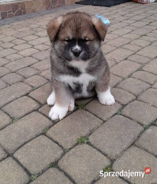 AKITA INU Rzeszów sprzedam
