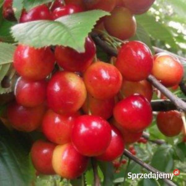 WIŚNIA PTASIA Prunus avium NASIONA 450 sztuk Lubanie