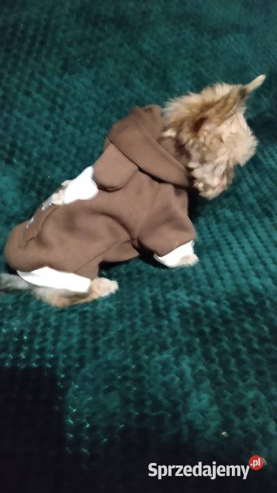 Yorkshire terrier chłopiec mini Mogilno