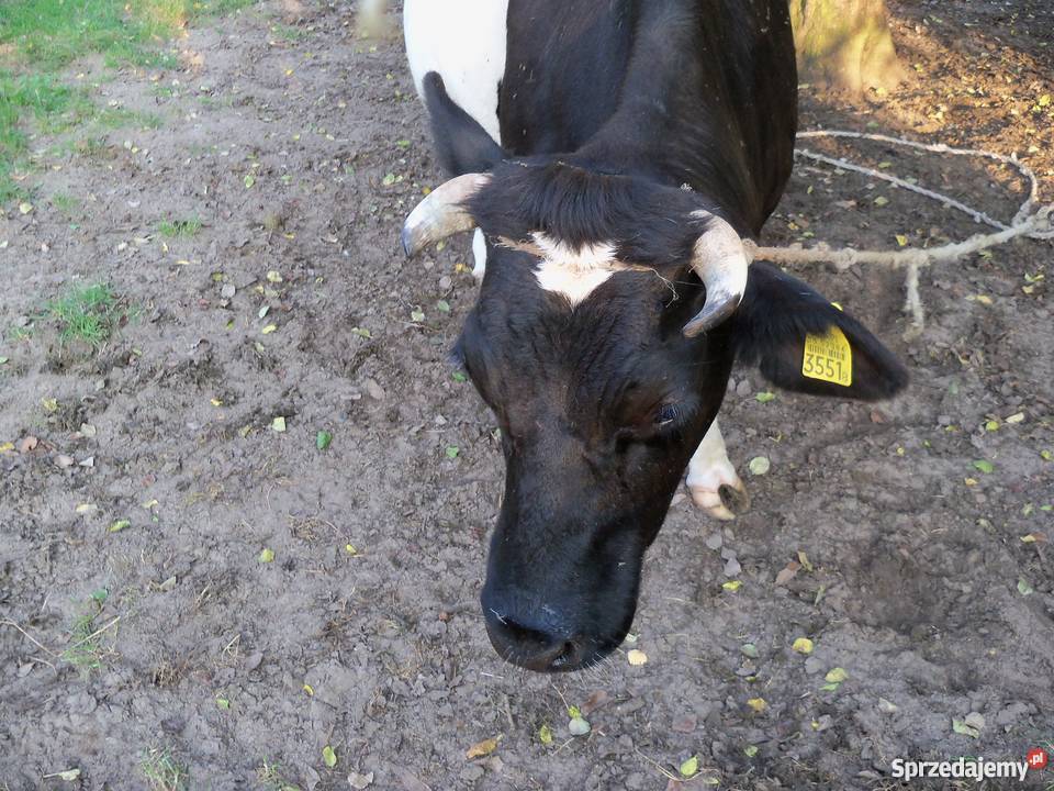 Krowa czarno biała Małęczyn sprzedam
