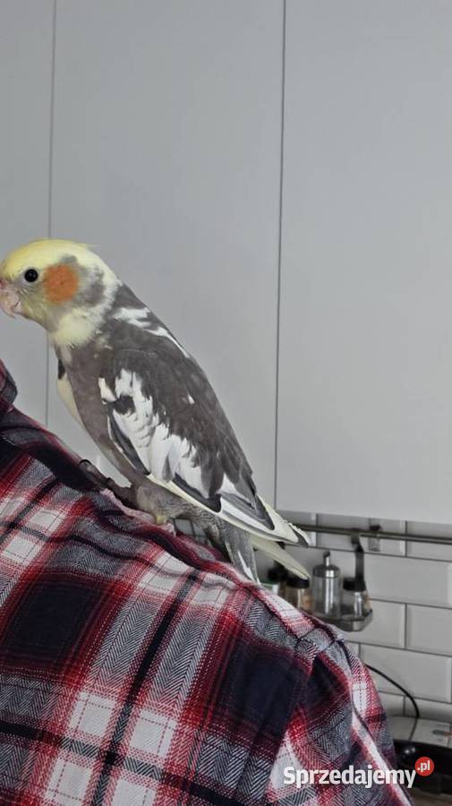 Nimfa samczyk ręcznie wykarmienia z klatką Poznań