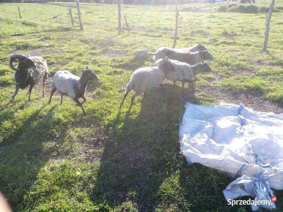 Owce wrzosówki i muflony Owce warmińsko-mazurskie Ełk sprzedam