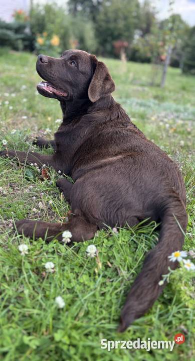 Labrador Czekoladowy szczenię