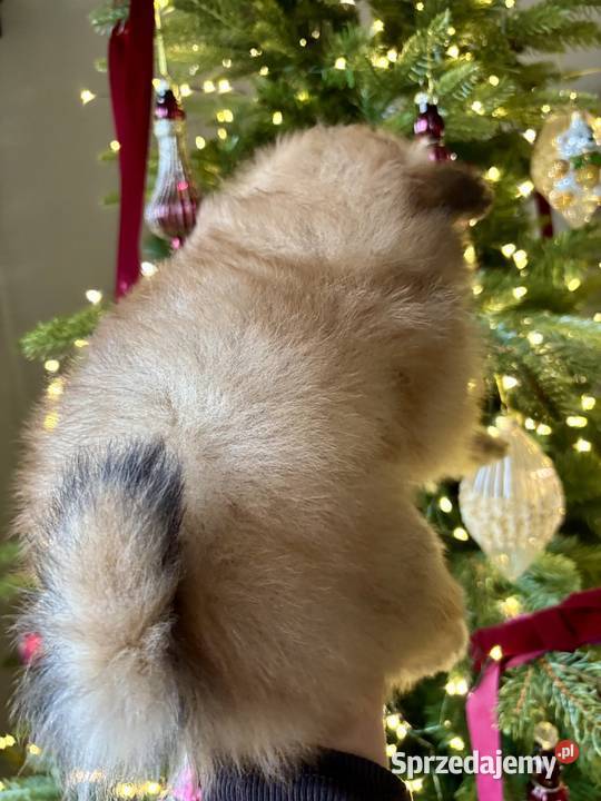 Szpic miniaturowy Pomeranian Radom