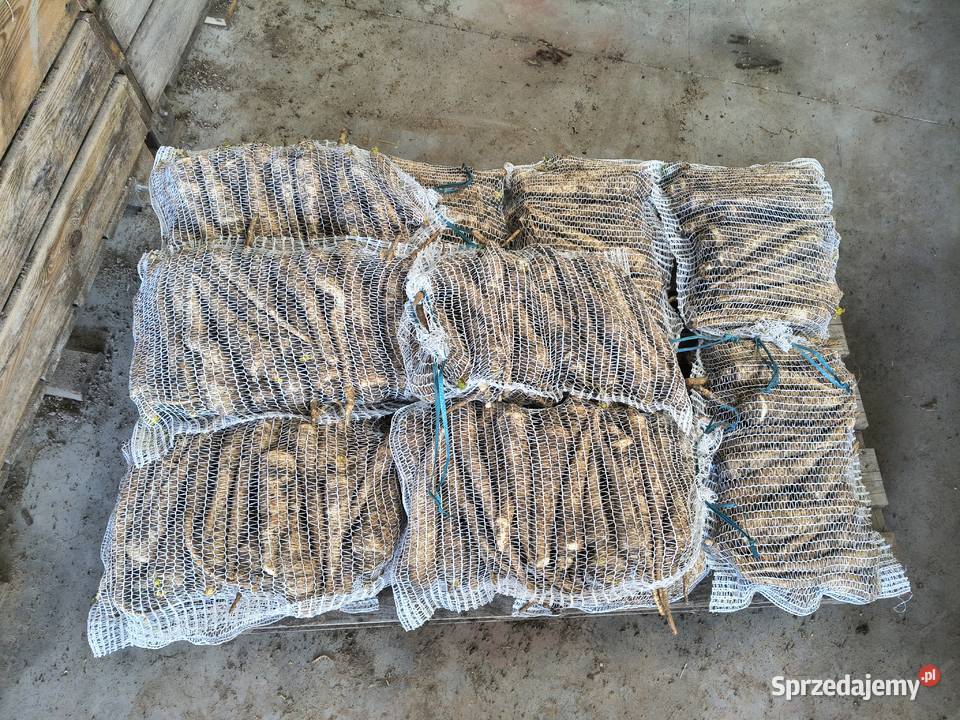 Pietruszka seler Strachanów