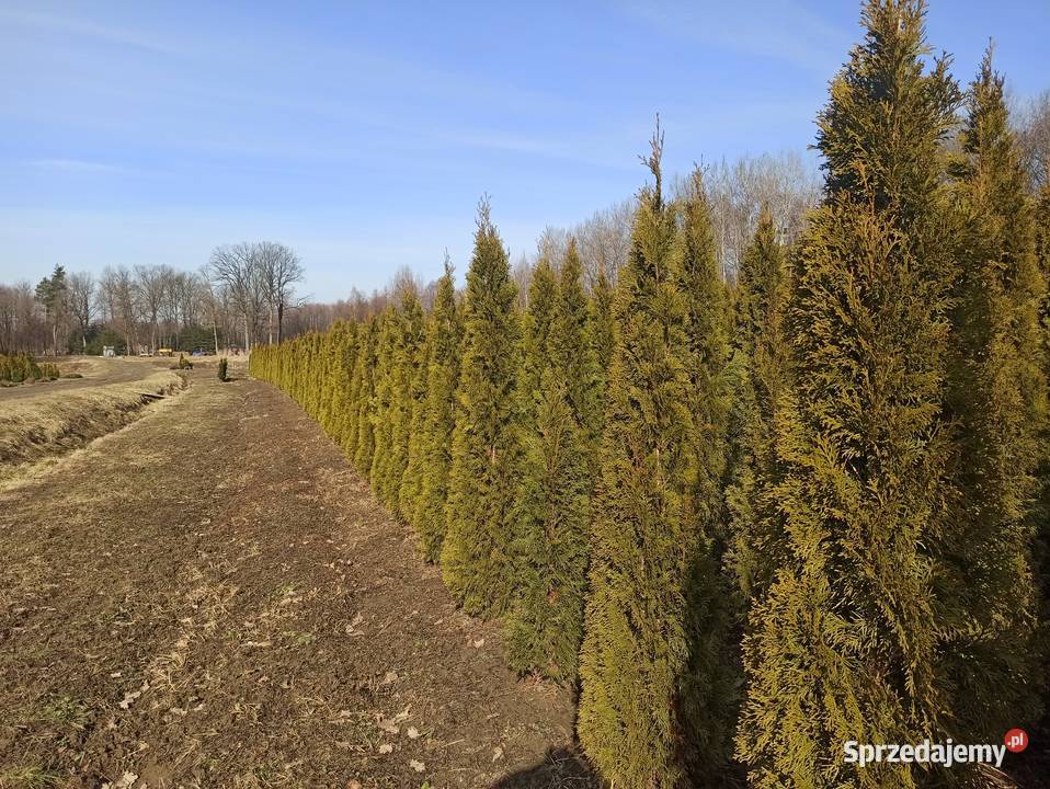 Thuje Szmaragd Brabant Mokrzyska
