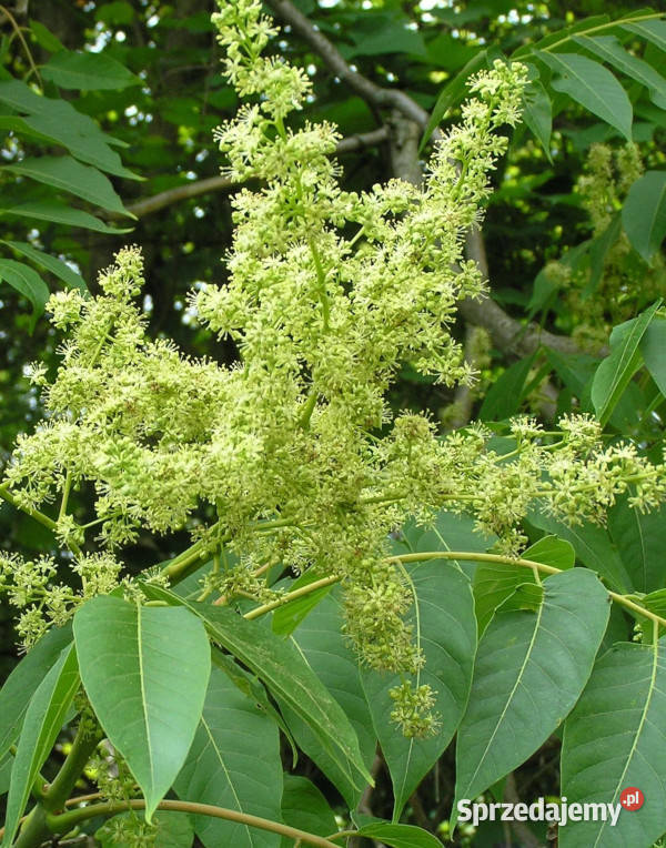 NIEBIAŃSKIE DRZEWO Ailanthus excelsa NASIONA Lubanie