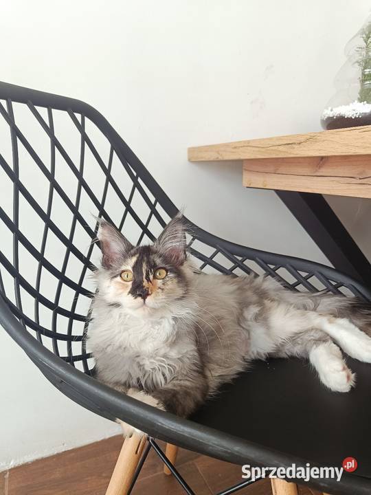 Maine Coon kotka Iza podkarpackie Lipa