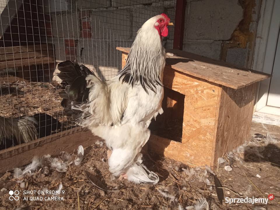 Brahma gronostajowa olbrzymia para kogut kura Zamość