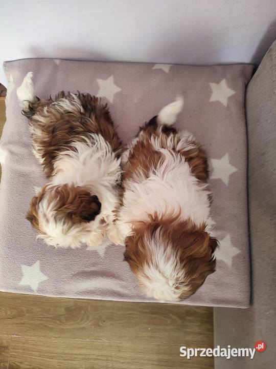 Shih Tzu śliczne sunie Rzeszów