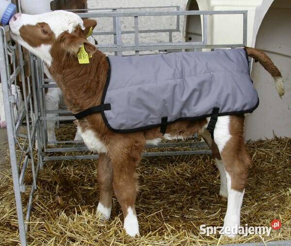 Derka cieląt 80 VV14156 Pozostałe Kamionna