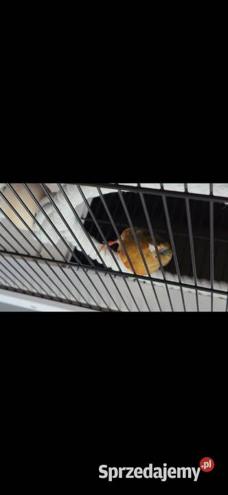 Kanarki śpiewające czerwone z koroną Jasło