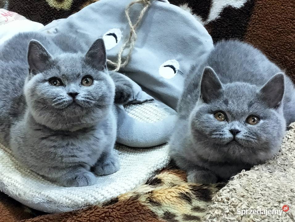 Śliczna Xantia Rodowód Międzynarodowy łódzkie Łódź